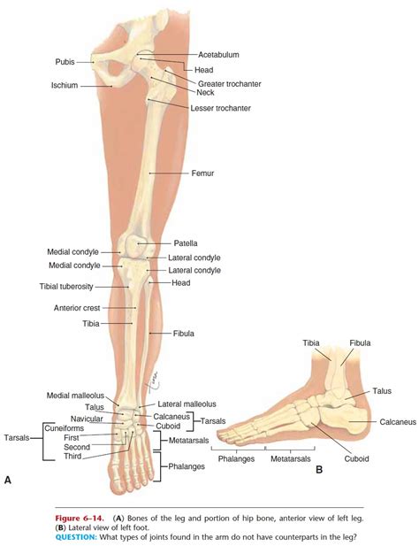 Hip and Leg - Skeleton