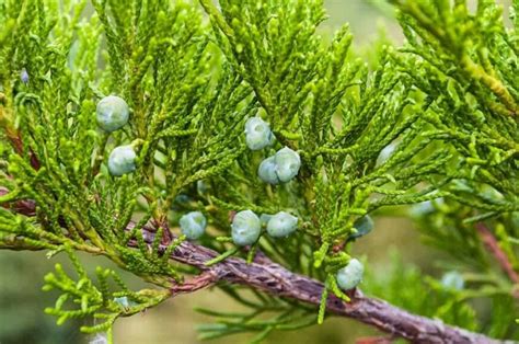 12 Different Types of Juniper Shrubs and Trees - Homeporio