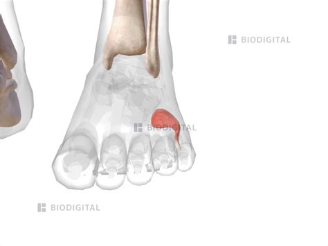 Abductor digiti minimi of left foot | BioDigital Anatomy