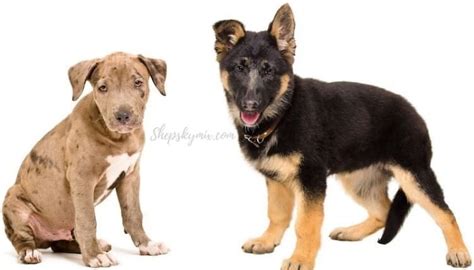 Pitbull German Shepherd Husky Mix (Designer Dogs Photos)