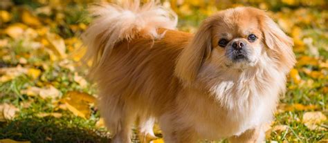 Pekingese Puppies for Sale | Greenfield Puppies