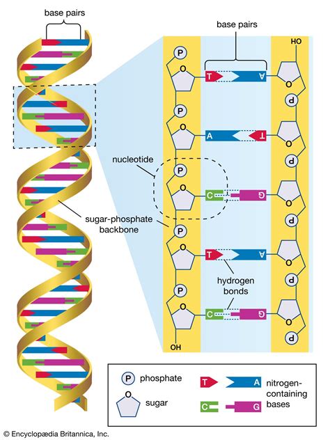 DNA sequencing | genetics | Britannica