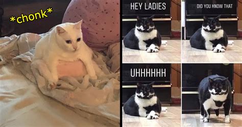 Wholesome Fat Cat Memes of Your Favorite Count Chonkulous - I Can Has ...