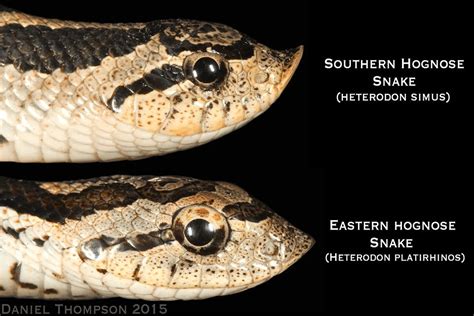 What’s The Difference Between Eastern and Western Hognose Snakes ...