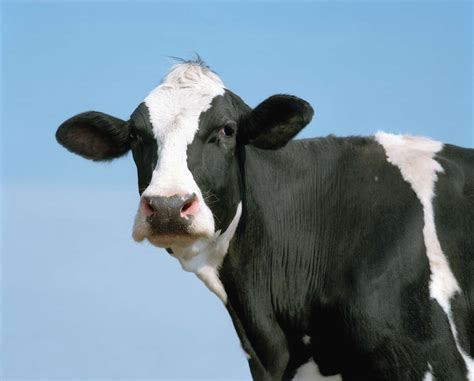 UC Davis students vote to change the school's mascot to cow