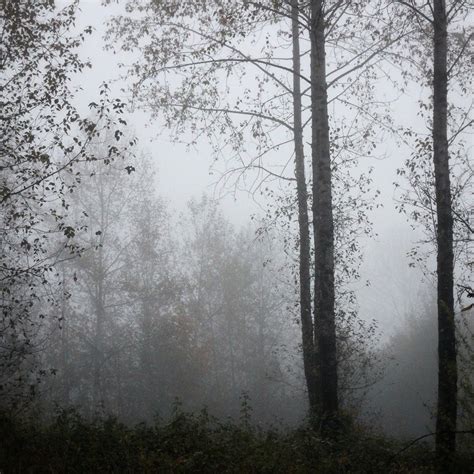 Forest Fog Photograph. Tree Photo Print. Nature Photography Print ...