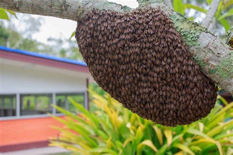 Capturing and Installing A Swarm of Bees