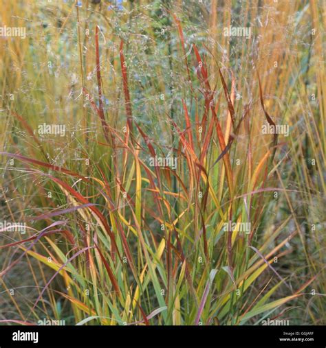 Panicum Grass High Resolution Stock Photography and Images - Alamy