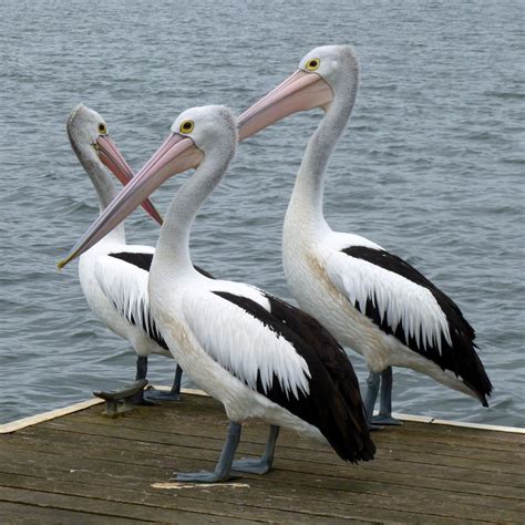 Free Images : nature, wing, animal, seabird, beak, fauna, australia ...