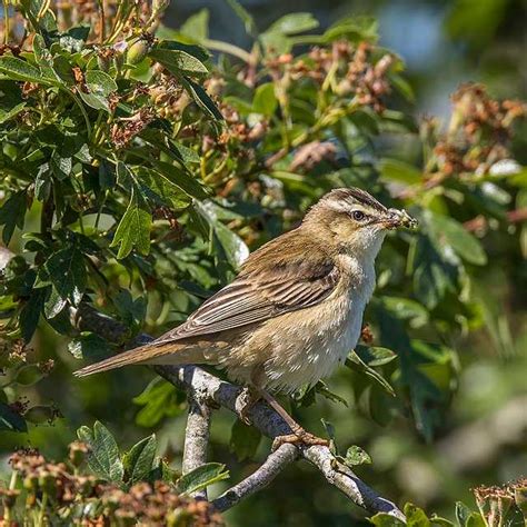 Sedge warbler - Wikiwand