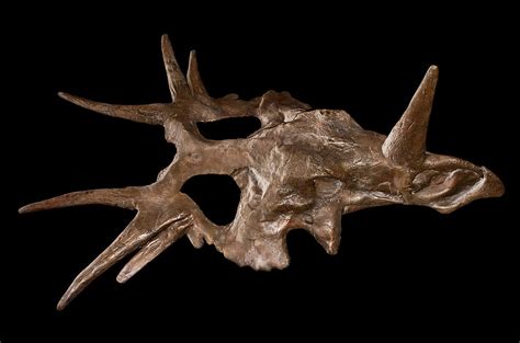 Styracosaurus Skull Photograph by Millard H. Sharp