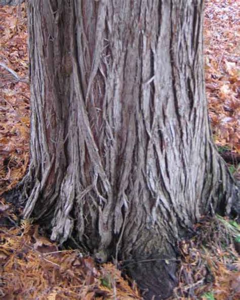 Cedar Tree Pictures Cedar Tree Bark