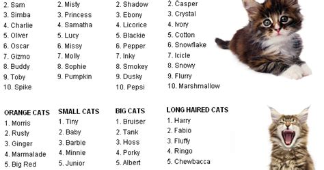 Can you name your cat in addition it looks? Sounds? Plays? Should you ...