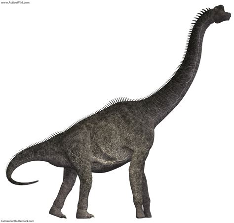 Jurassic Dinosaurs. List Of Dinosaurs That Lived In The Jurassic Period