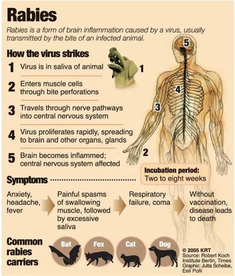 Defending Furry Friends: A Comprehensive Guide to Rabies in Dogs