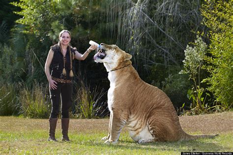 Hercules, 922-Pound Liger, Is The World's Largest Living Cat (PHOTOS ...