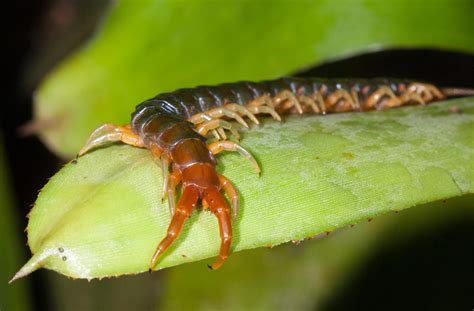 Giant centipede - Australian Geographic