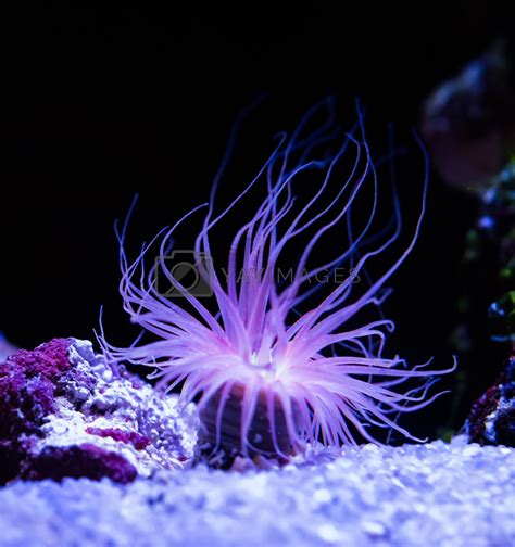 sea anemone - Google Search | Beautiful sea creatures, Deep sea ...