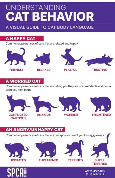 SPCA of Texas | A Visual Guide to Cat Behavior - SPCA of Texas