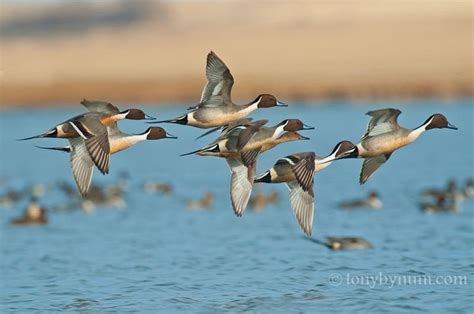 Spring Waterfowl Photography - Northern Pintail Ducks — Tony Bynum ...