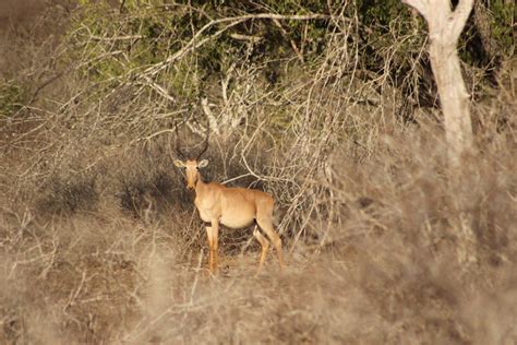 Habitat restoration for hirola - People's Trust for Endangered Species