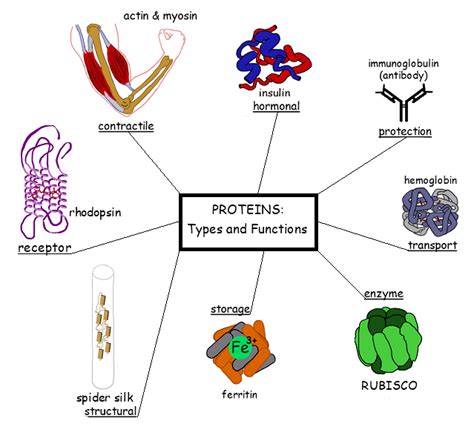 Proteins: types and functions - Overall Science