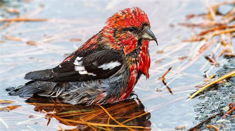 White-winged Crossbill