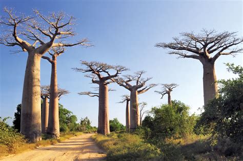 Experience Madagascar overview | Baobab tree, Natural wonders, Places ...