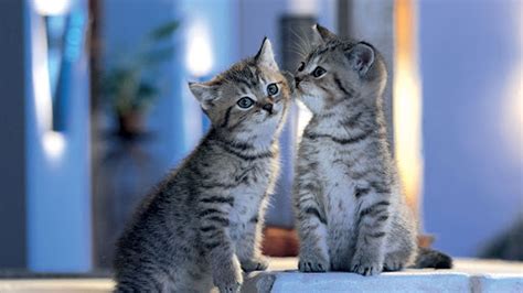 Two Cute Black White Cats Are Sitting Close Together In Blur Background ...