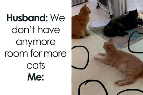 50 Funny And Relatable Cat Memes That Might Make You Want To Rescue A ...