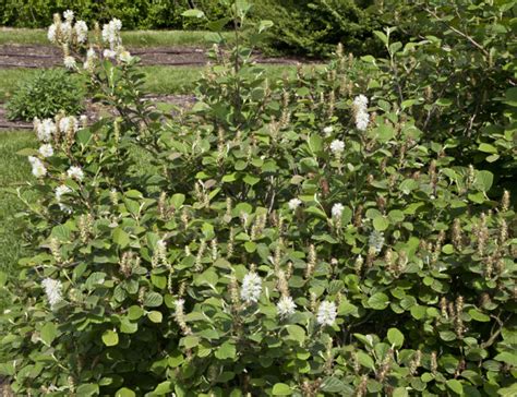 Dwarf Fothergilla at the Arnold Arboretum of Harvard University ...