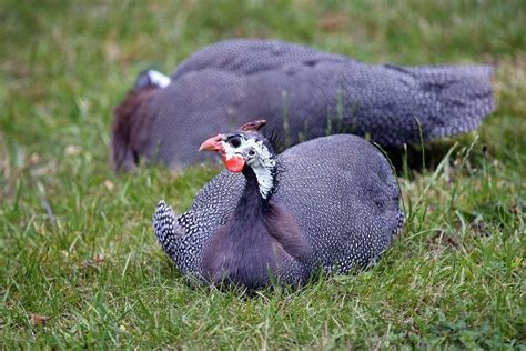 Guinea Fowl Colors : 7 Various Beautiful Colors of Guinea Fowl