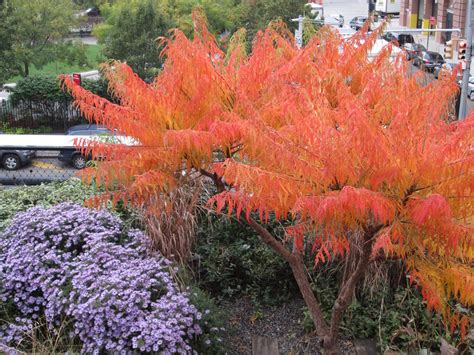 Asters and Sumac. Fall colors on the High Line, NYC | Garden photos ...