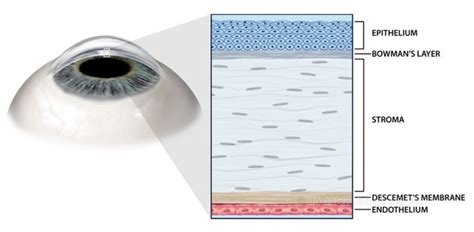 Layers of the cornea cross-section schematic eye anatomy art