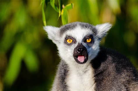 Adorable Lemur Of Madagascar Free Stock Photo - Public Domain Pictures