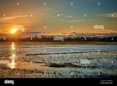 Rice fields at sunset in Hoi AN, Vietnam Stock Photo - Alamy