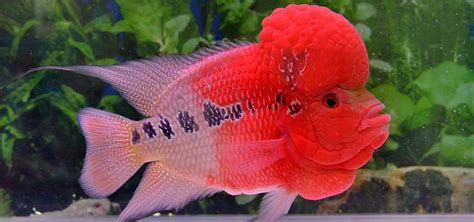 Different Types Of Flowerhorn Cichlid