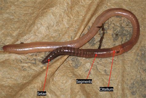 Earthworm Fact Sheet - C.S.W.D