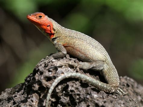 Galapagos Lava Lizard Facts and Pictures