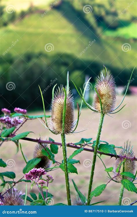 Close Up on Dried Cactus Plants in Semi Desert Stock Photo - Image of ...