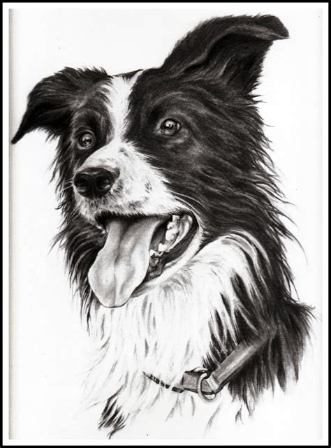 Trym the border collie by Adniv on DeviantArt