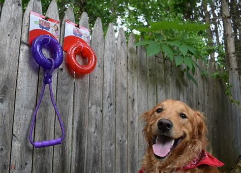 Fun in the Sun - The 6 Best Outdoor Dog Toys for 2020