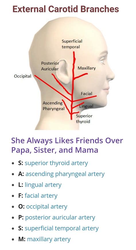 Branches of External Carotid Artery ... | Medical school studying ...