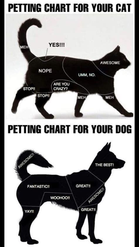 Dogs vs Cats | Bastard Factory Forums