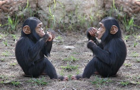 Chimpanzee Habituation Experience - The Ultimate Guide to Chimpanzee ...