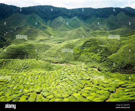 Tea plantation at Cameron Highlands Stock Photo - Alamy