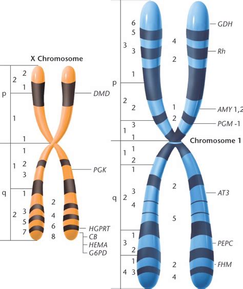 chromosome_X_1.html 05_24-chromosome_X_1.jpg