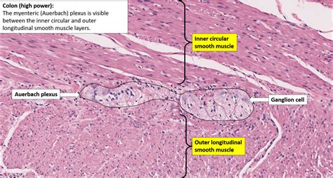 Colon – Normal Histology – NUS Pathweb :: NUS Pathweb