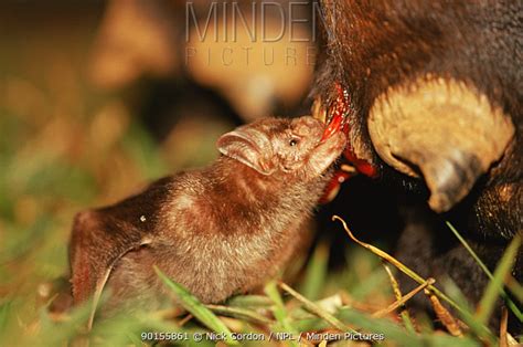 Minden Pictures - Common vampire bat (Desmodus rotundus) feeding on ...