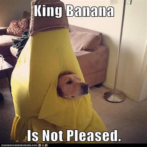 King Banana Is Not Pleased. | Peanut butter jelly time, Funny dog memes ...